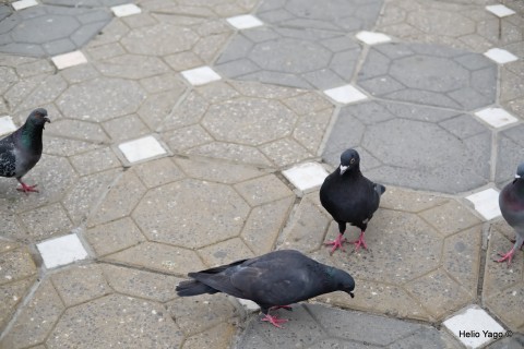 Callejenado por Timisoara con X-Pro2